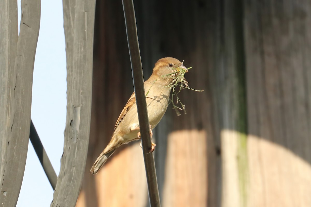 House Sparrow - ML380066891