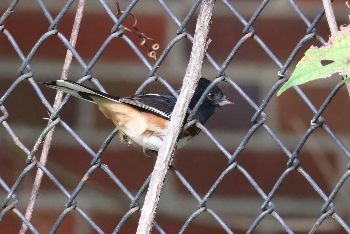 Eastern Towhee - ML380067011