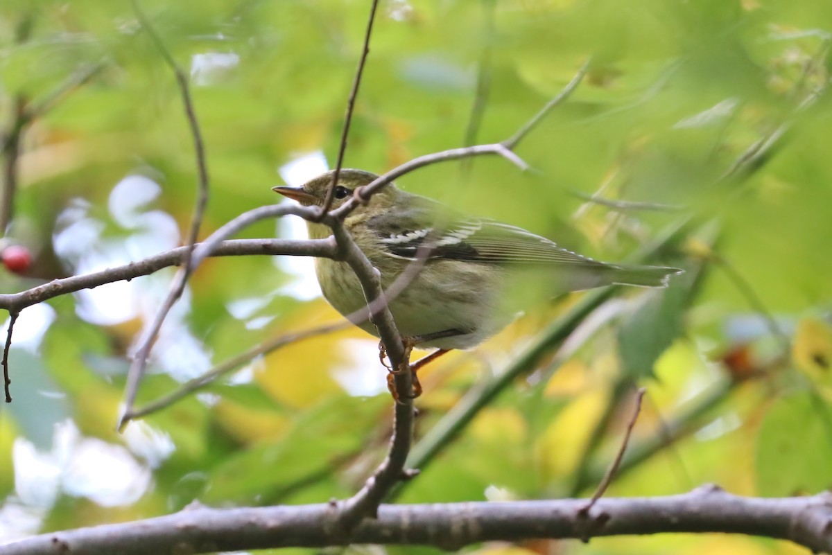 Blackpoll Warbler - ML380067091