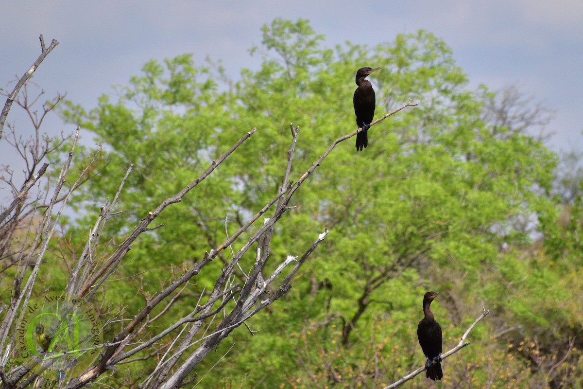 Neotropic Cormorant - ML380067731