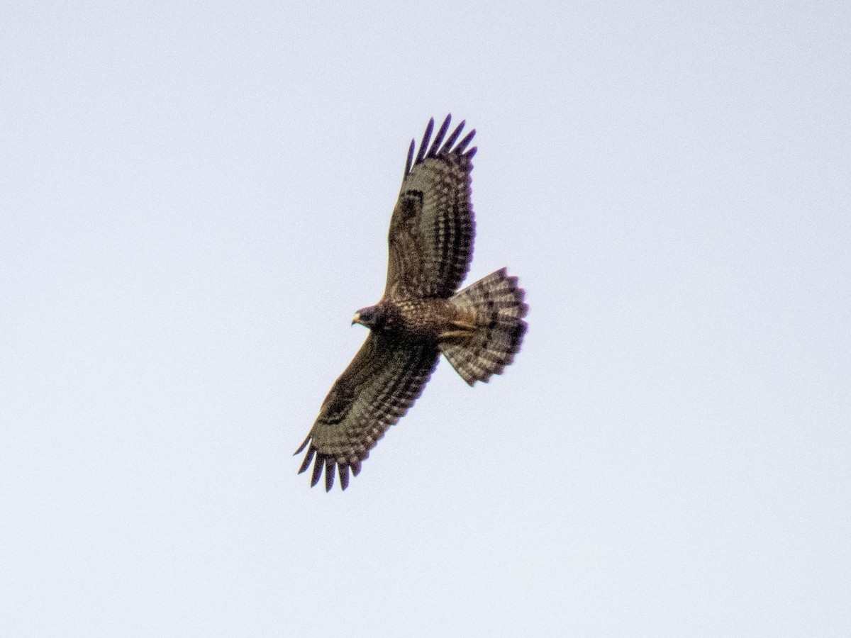 Oriental Honey-buzzard - ML380067801