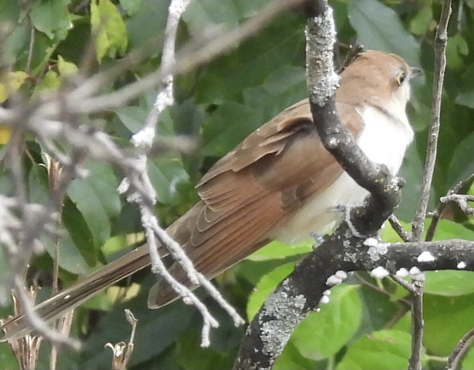 Black-billed Cuckoo - ML380068271