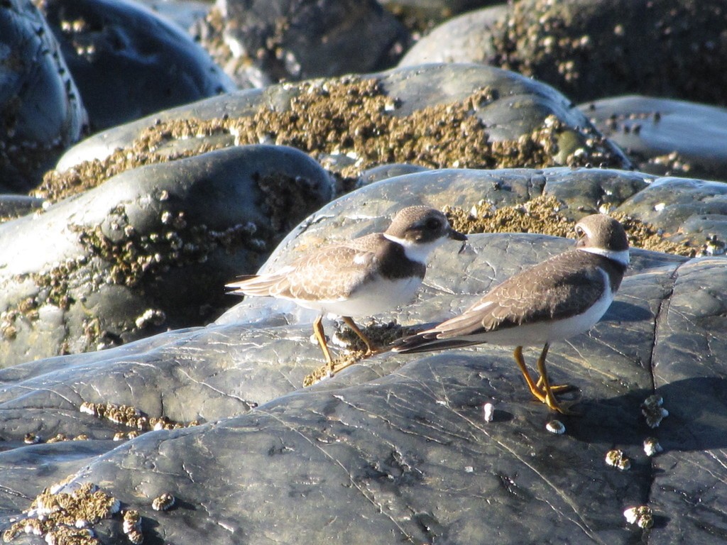 Semipalmated Plover - ML380070351