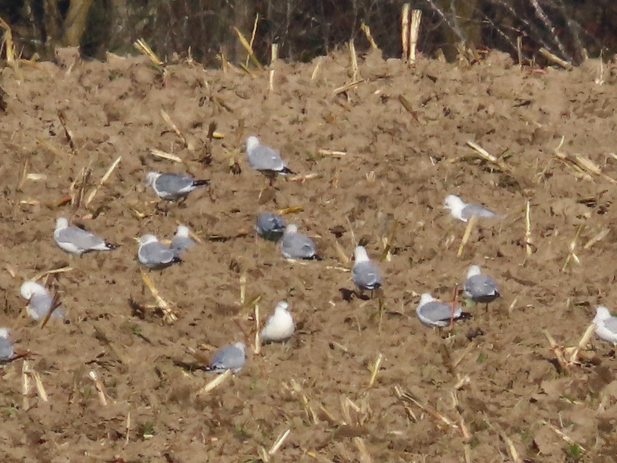 Ring-billed Gull - ML380073541