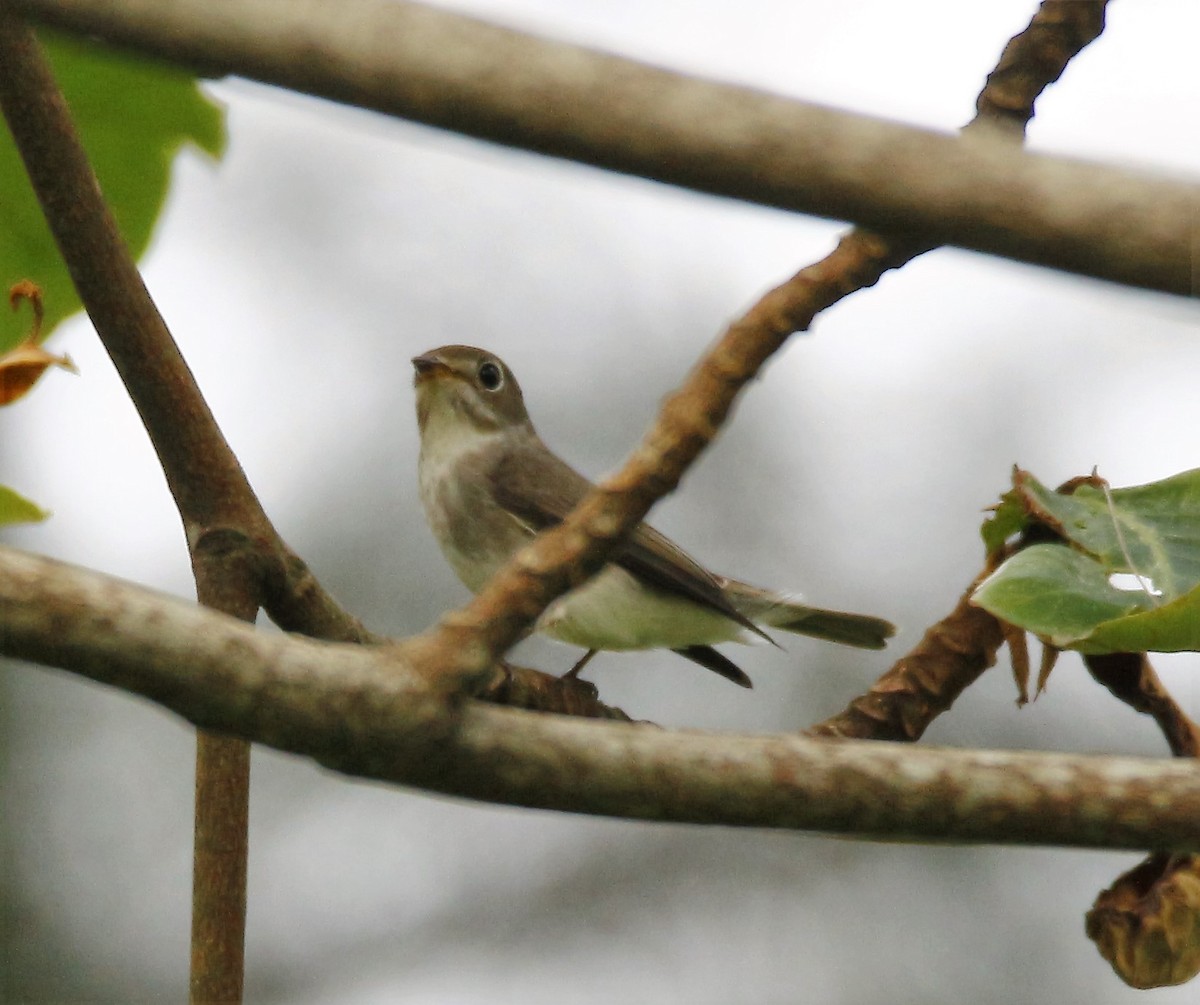 Asian Brown Flycatcher - ML38007431