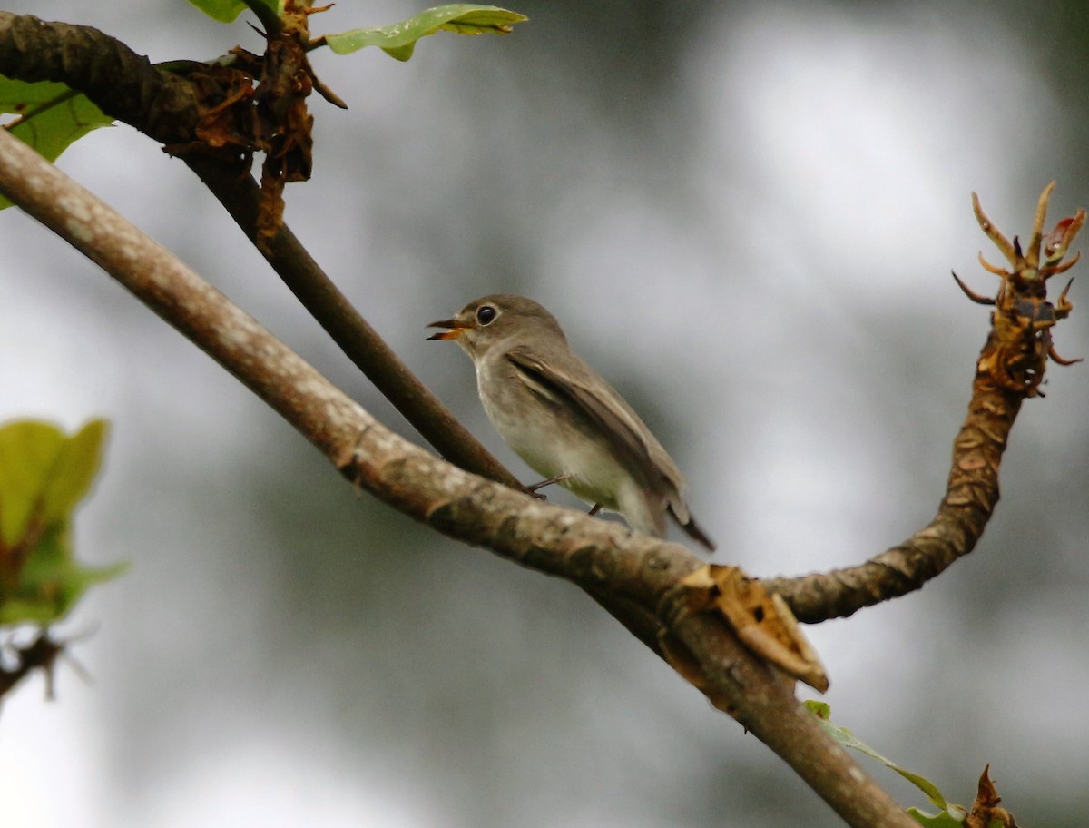 Asian Brown Flycatcher - ML38007451