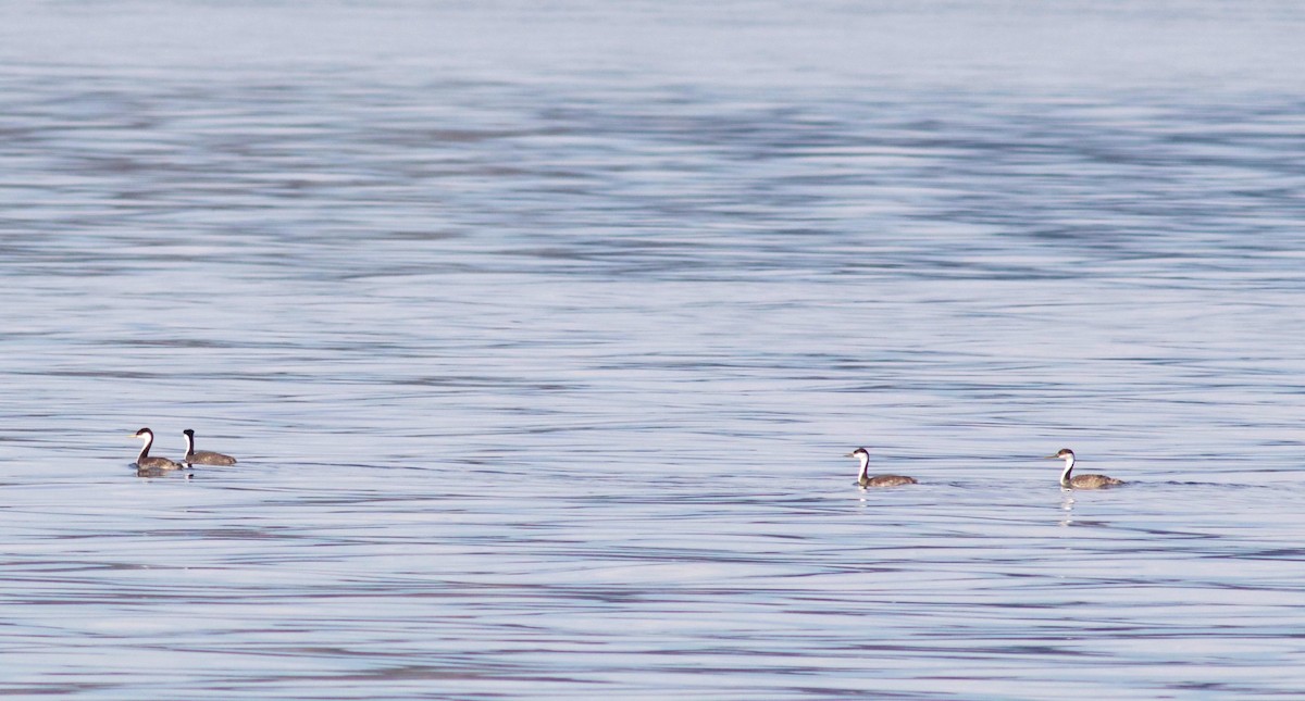 Western Grebe - Kathryn Keith