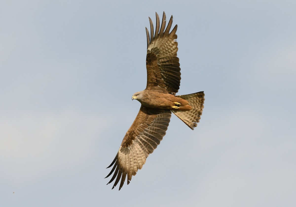 Black Kite - ML380076131