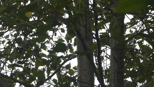 lesňáček olšový - ML380077611