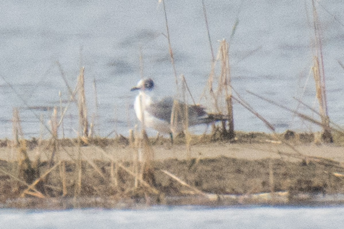 Franklin's Gull - ML38007801