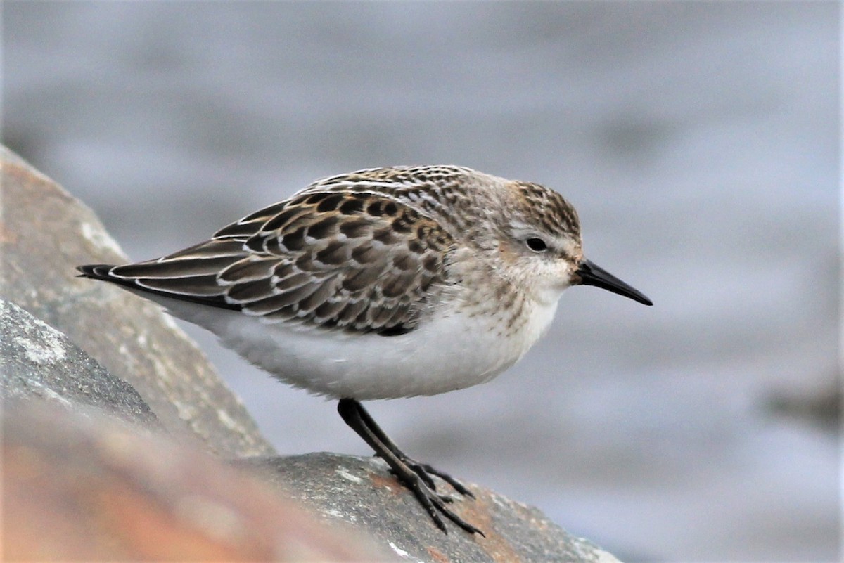 Semipalmated Sandpiper - Harold Forsyth