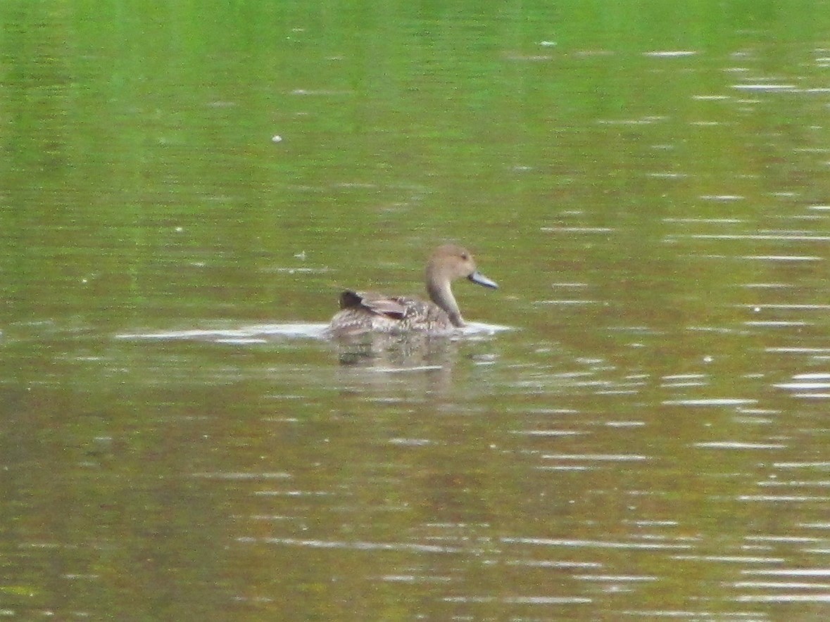 Northern Pintail - ML380078671