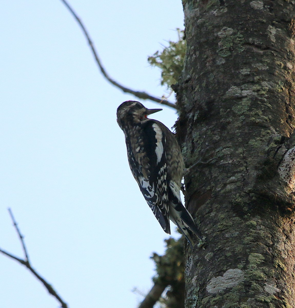 Yellow-bellied Sapsucker - ML380078761