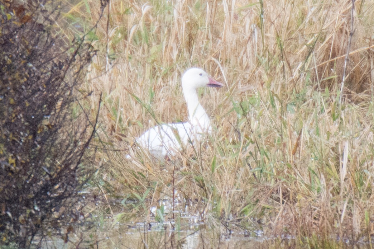 Snow Goose - ML38007881