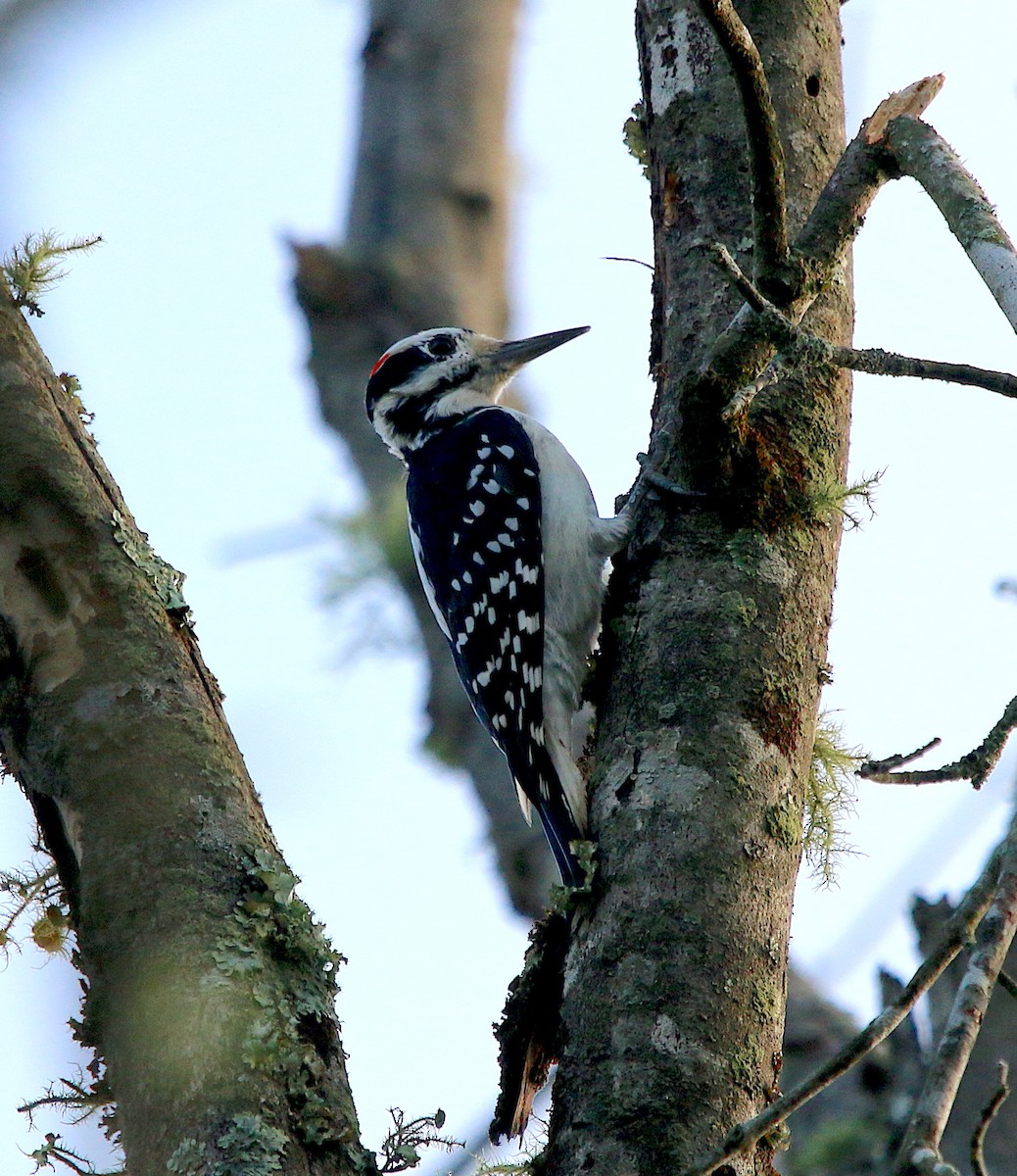 Hairy Woodpecker - ML380078831