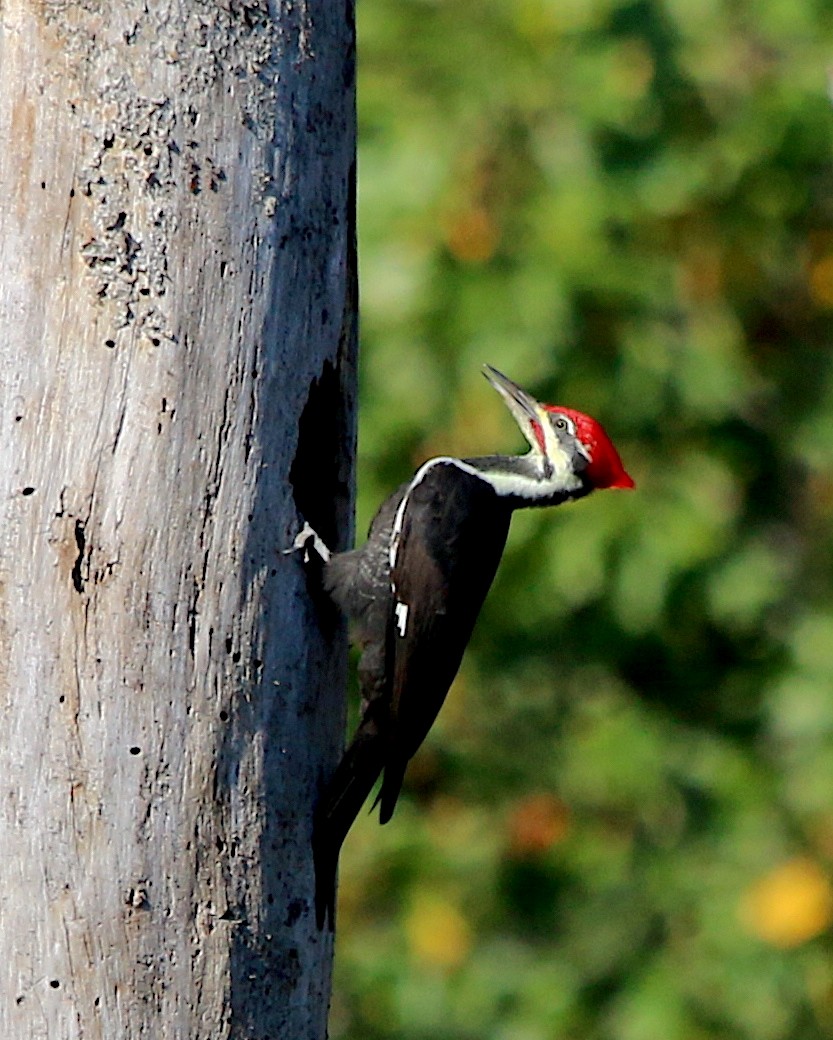 Pileated Woodpecker - Lori White