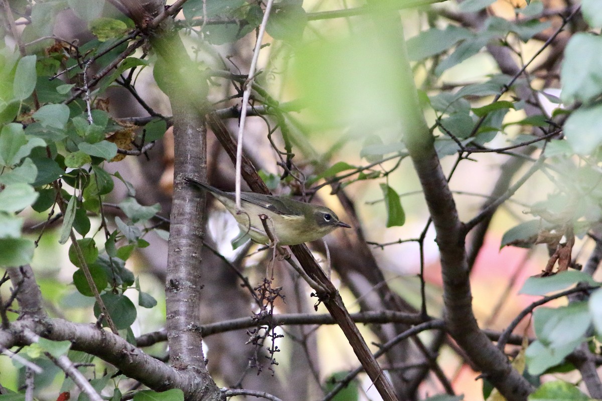 Black-throated Blue Warbler - Taj Schottland