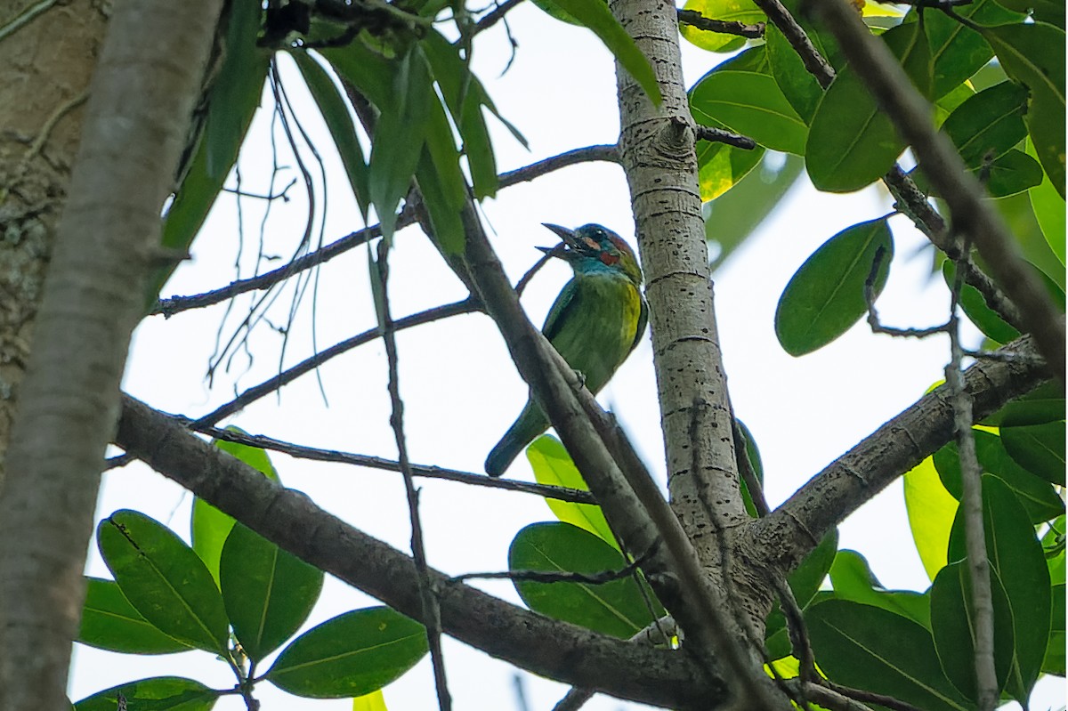 Blue-eared Barbet - ML380080011