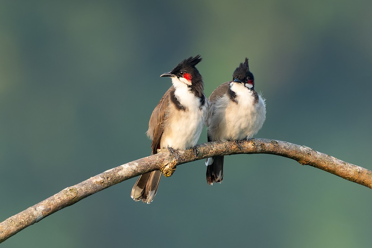 Red-whiskered Bulbul - ML380080191