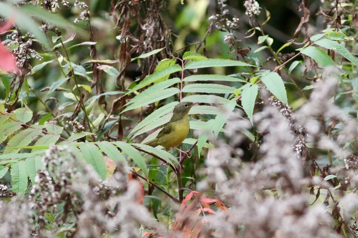 Mourning Warbler - ML380080681