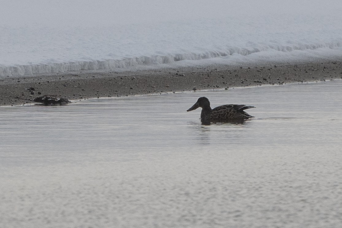 Northern Shoveler - Stephen Davies