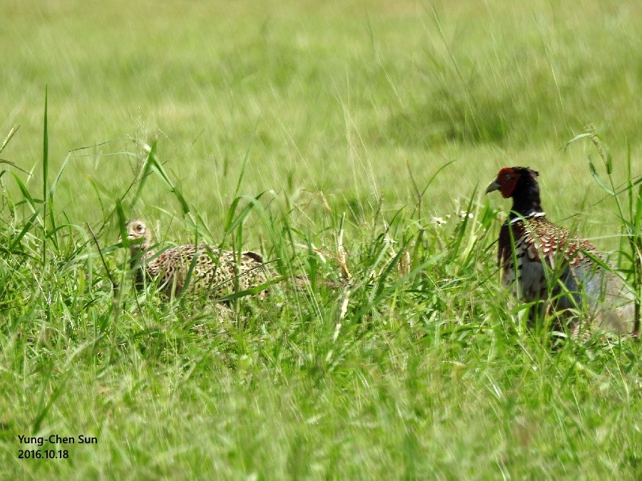 Ring-necked Pheasant - ML38008261