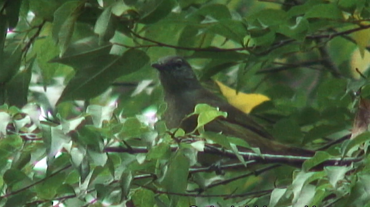 Bulbul gracile - ML380082731