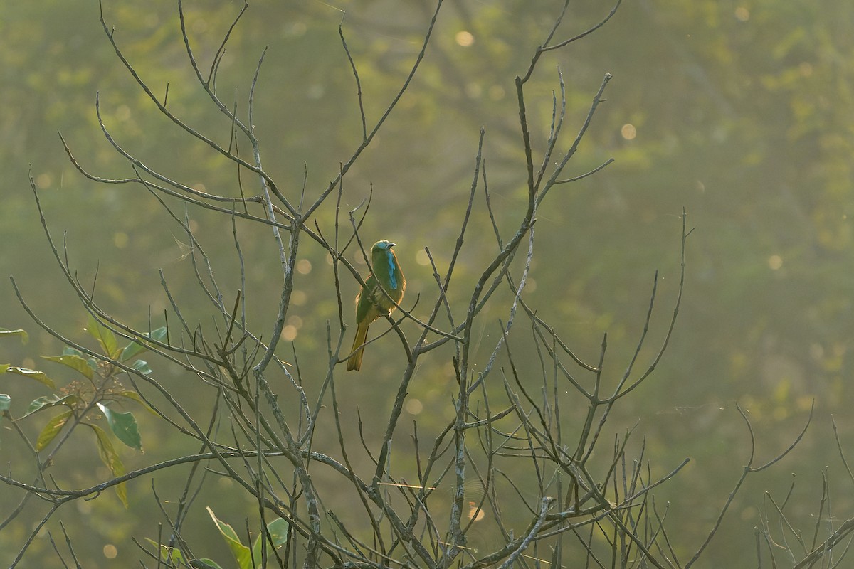 Blue-bearded Bee-eater - ML380082821