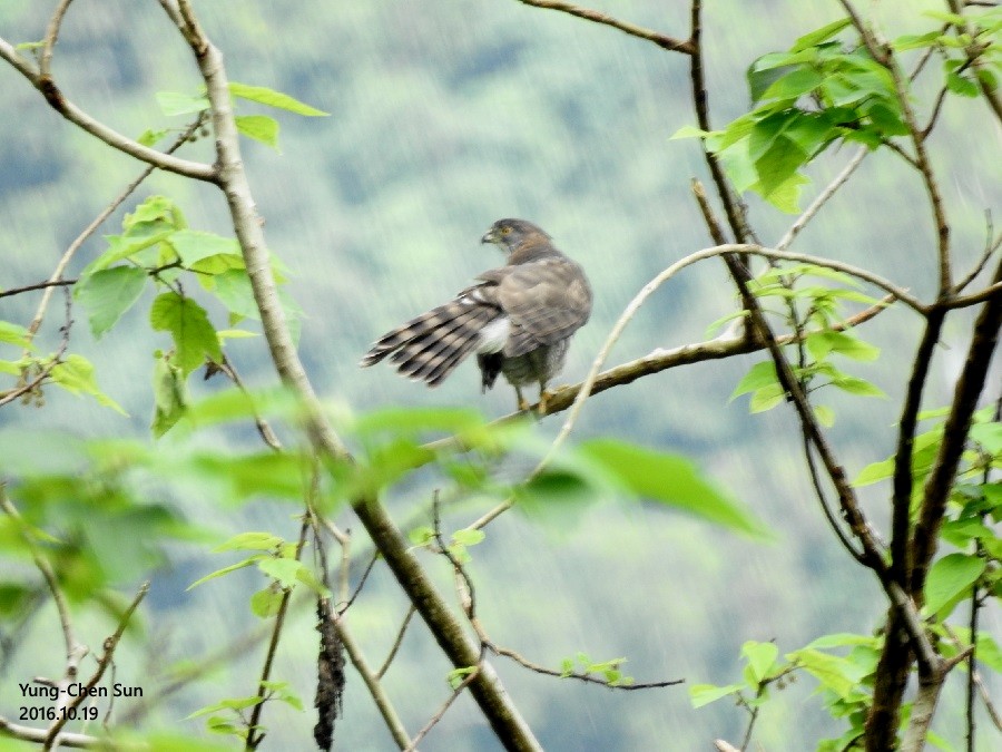 Crested Goshawk - ML38008301