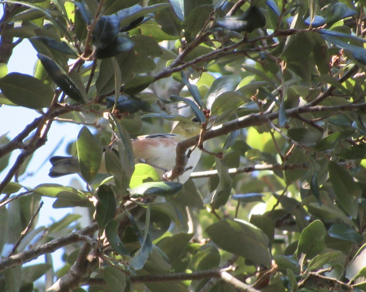 Bay-breasted Warbler - ML380083021