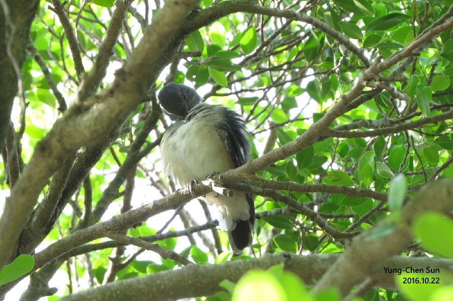 Oriental Magpie-Robin - ML38008311