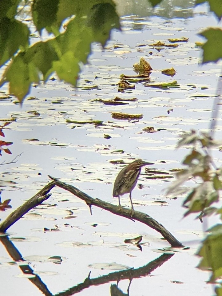 Green Heron - ML380083631