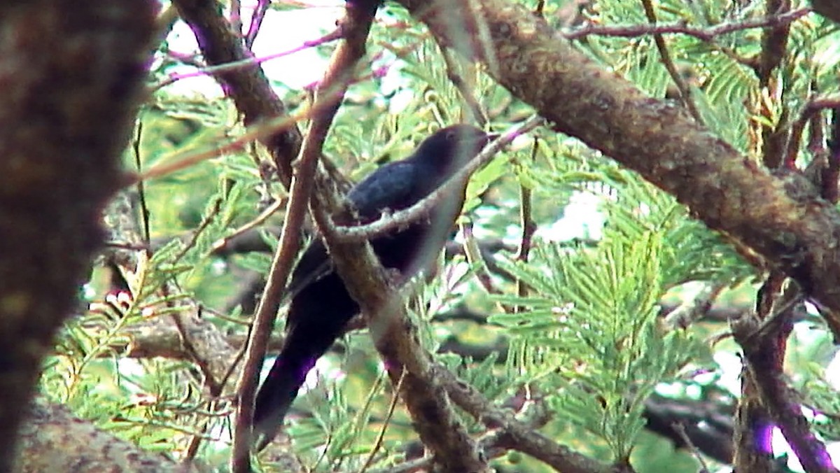 Black Cuckooshrike - ML380085551