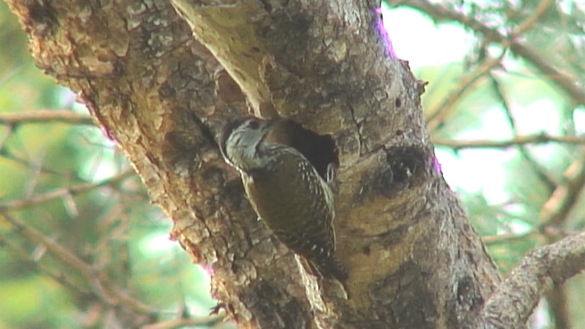 Cardinal Woodpecker - Josep del Hoyo