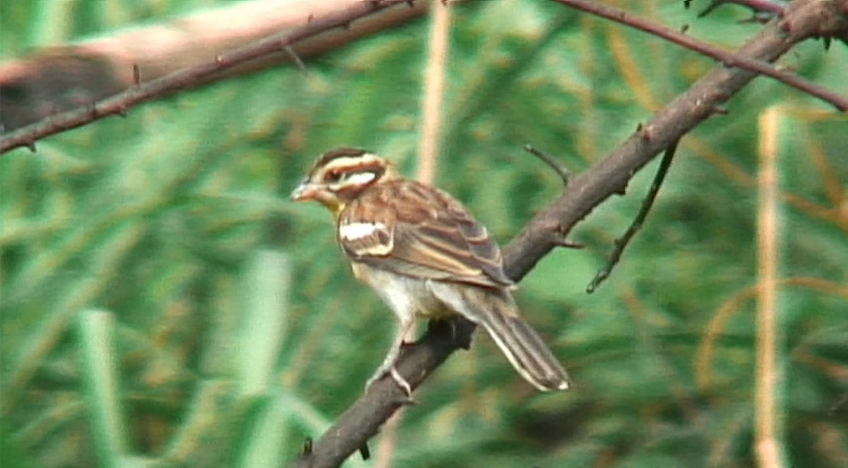 Golden-breasted Bunting - ML380088581