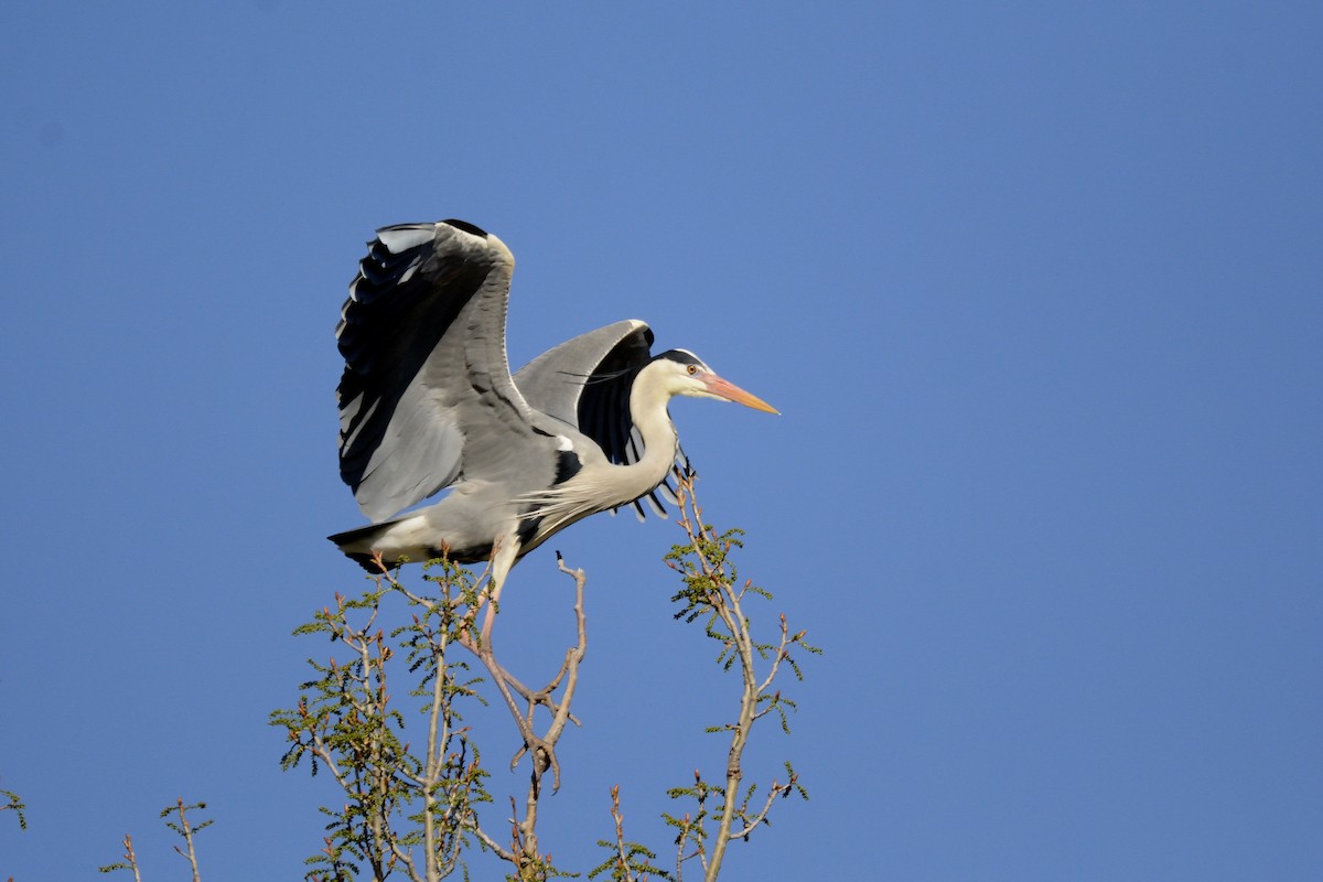 Gray Heron - Carlos Alberto Ramírez