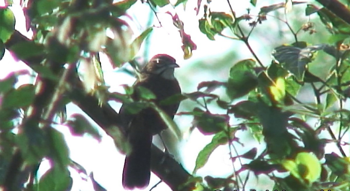 Moustached Grass-Warbler - ML380091281