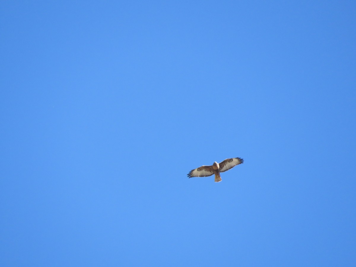 Red-tailed Hawk - ML380091651