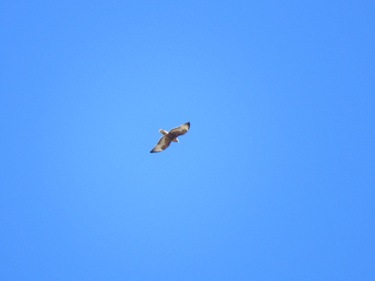 Red-tailed Hawk - Michael Britten