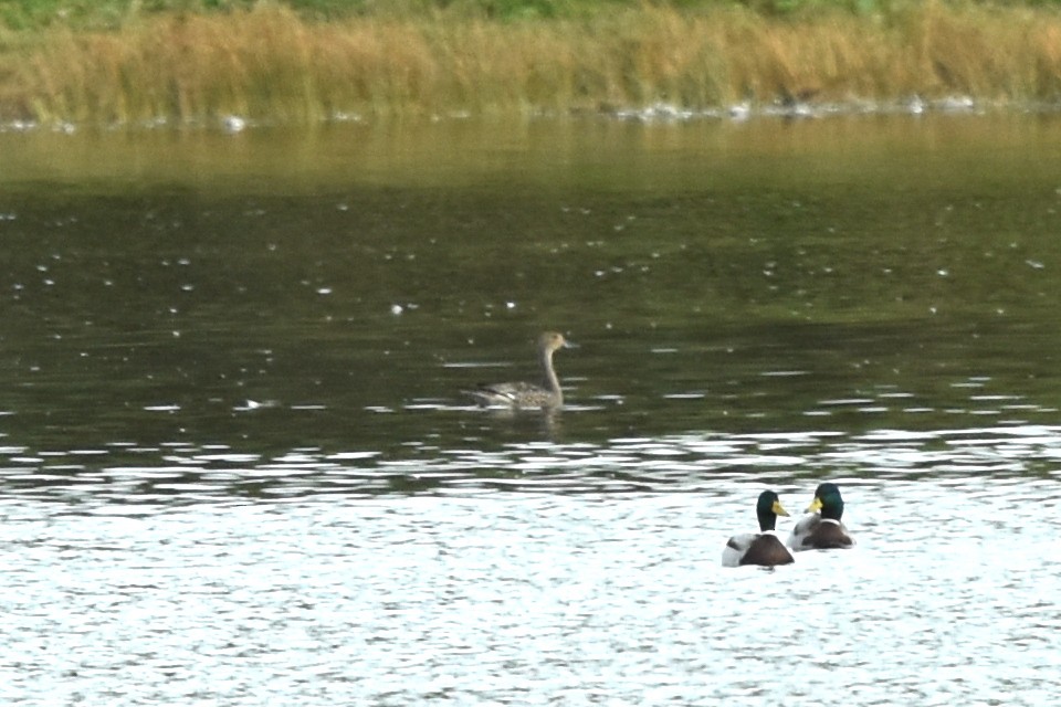 Northern Pintail - ML380091791