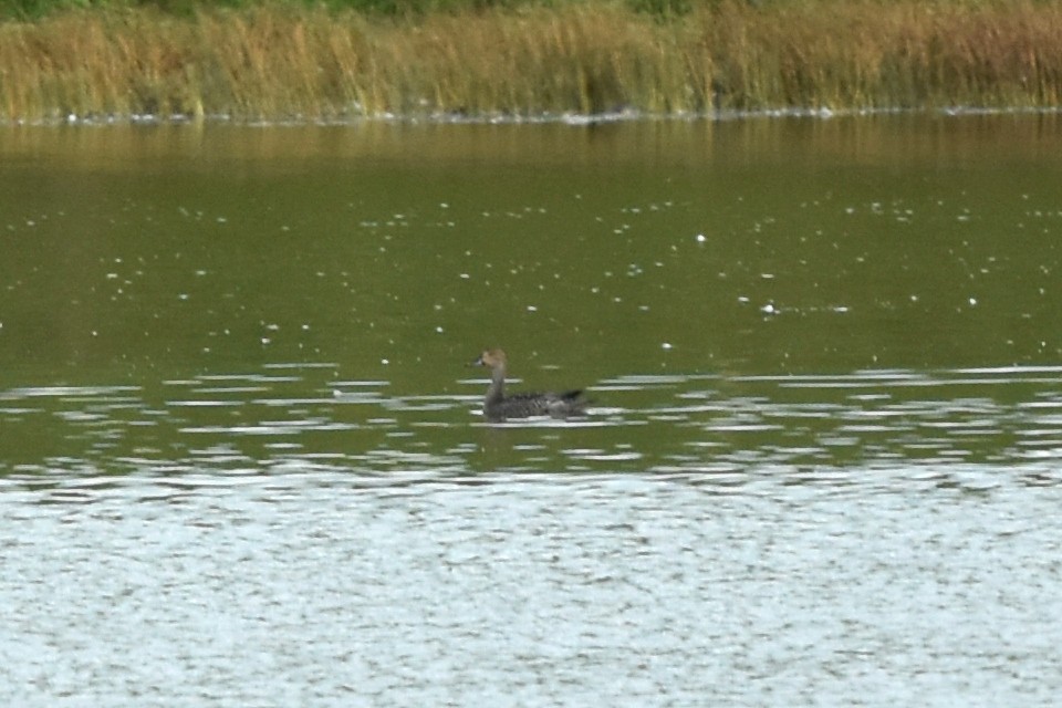 Northern Pintail - ML380091941