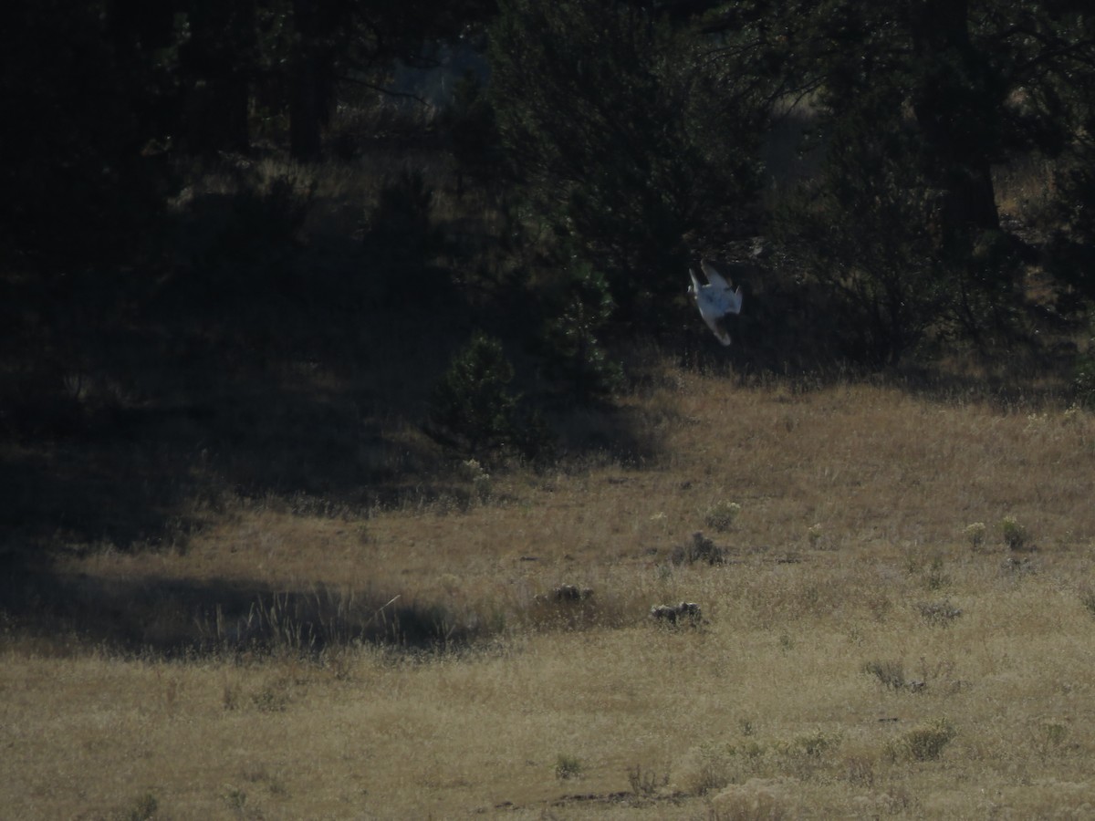 Ferruginous Hawk - ML380092081