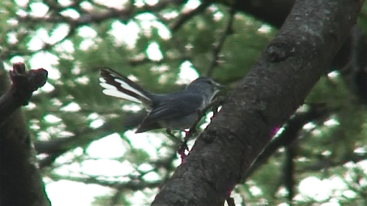 Gray Tit-Flycatcher - ML380093121