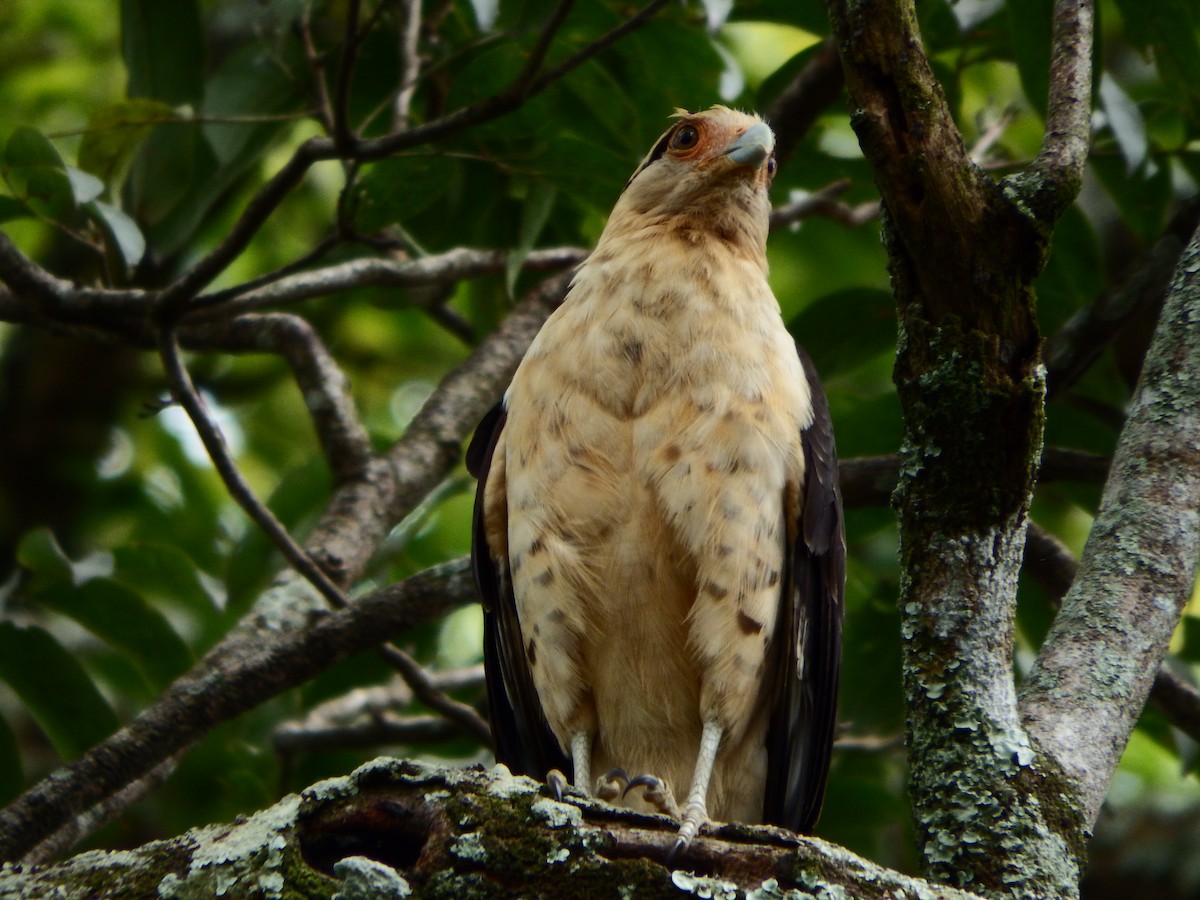 Yellow-headed Caracara - ML380094981