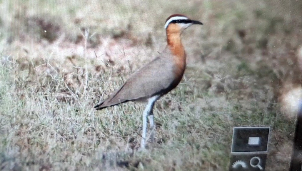 Indian Courser - ML380095281