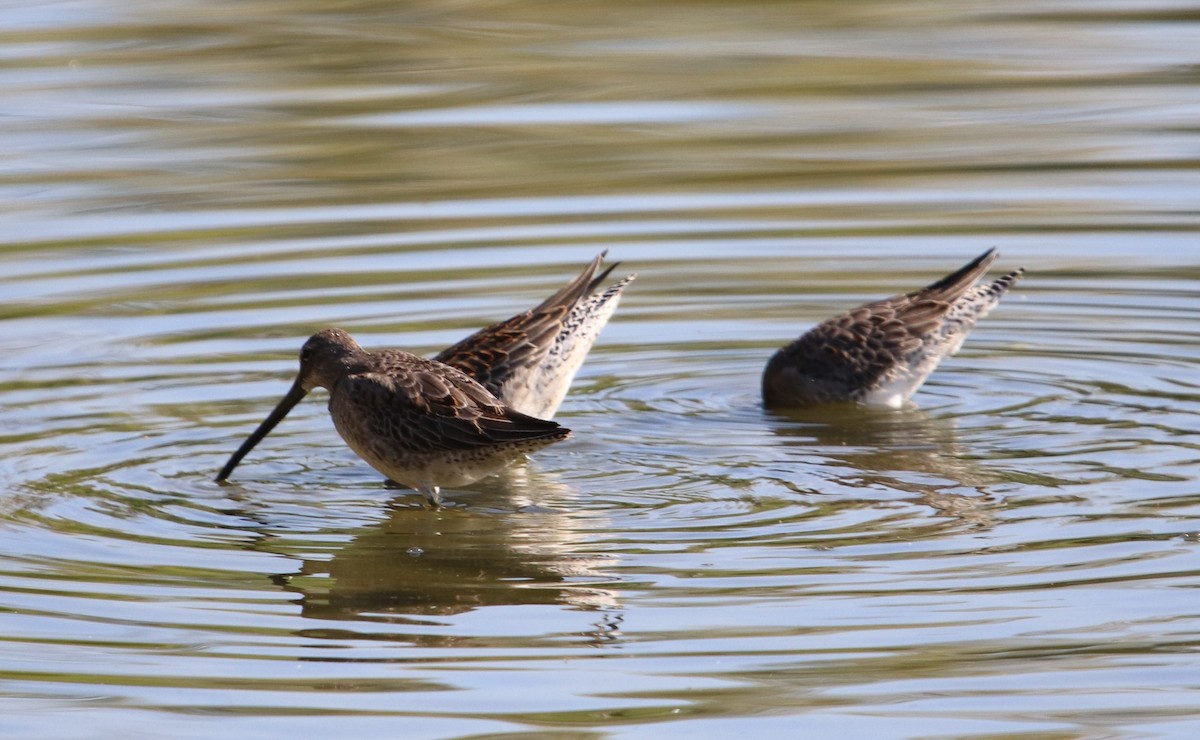 Long-billed Dowitcher - ML380095301