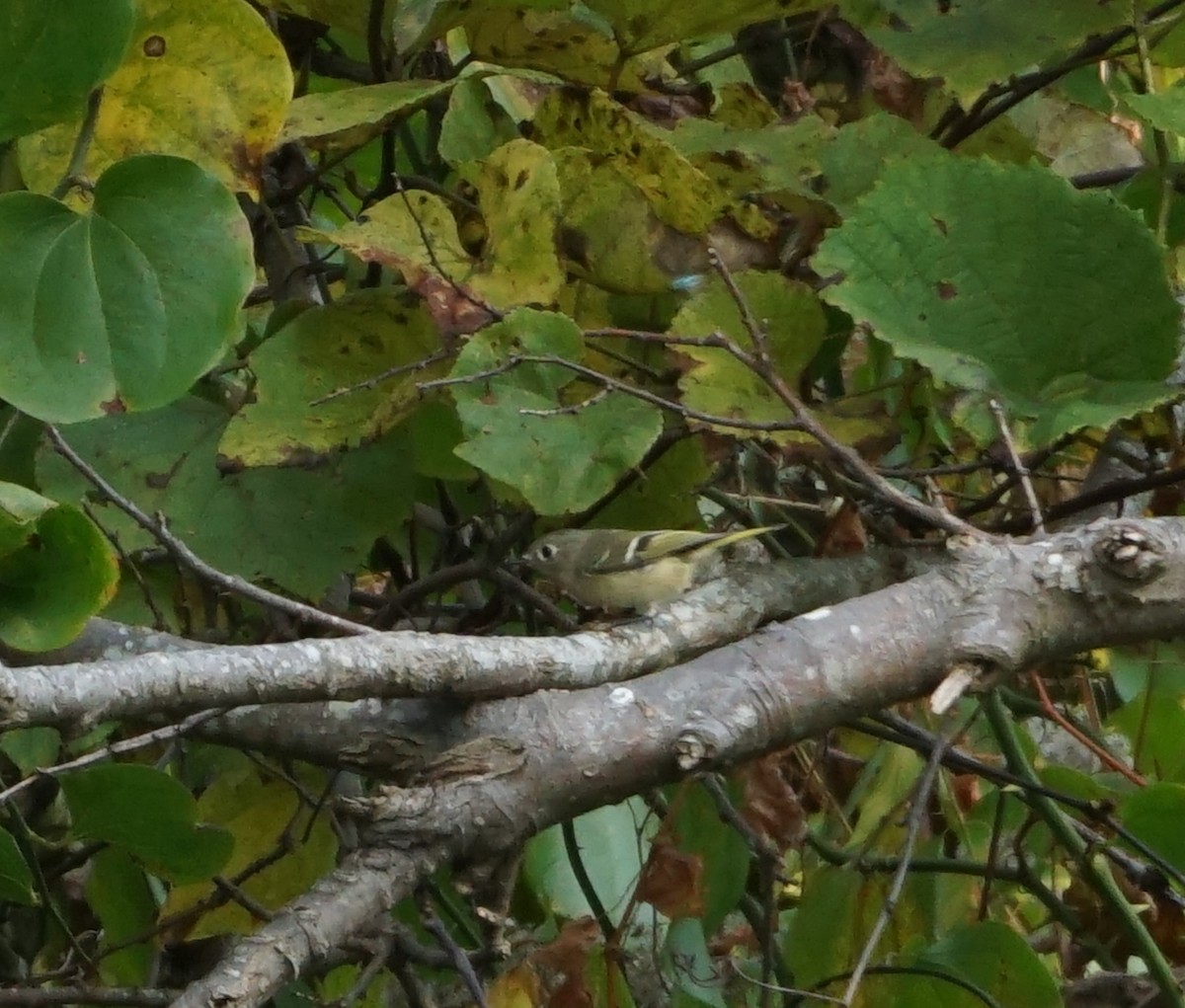 Ruby-crowned Kinglet - ML380097241