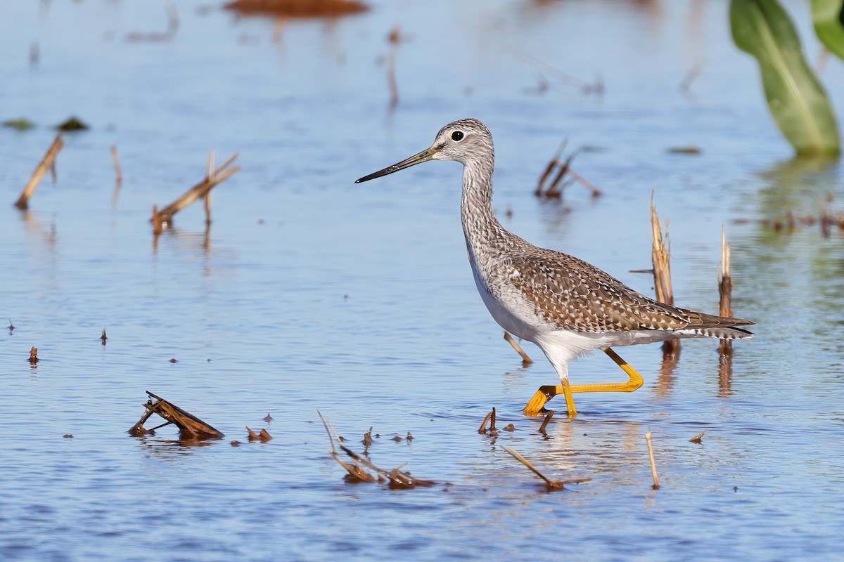 Greater Yellowlegs - ML380098681