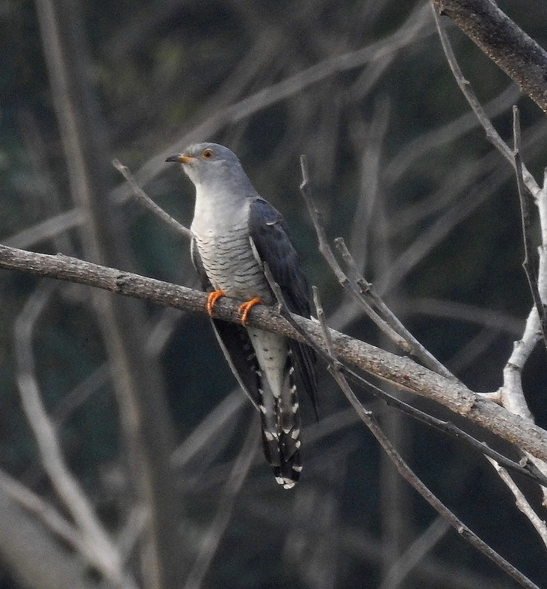 Common Cuckoo - Sahana M