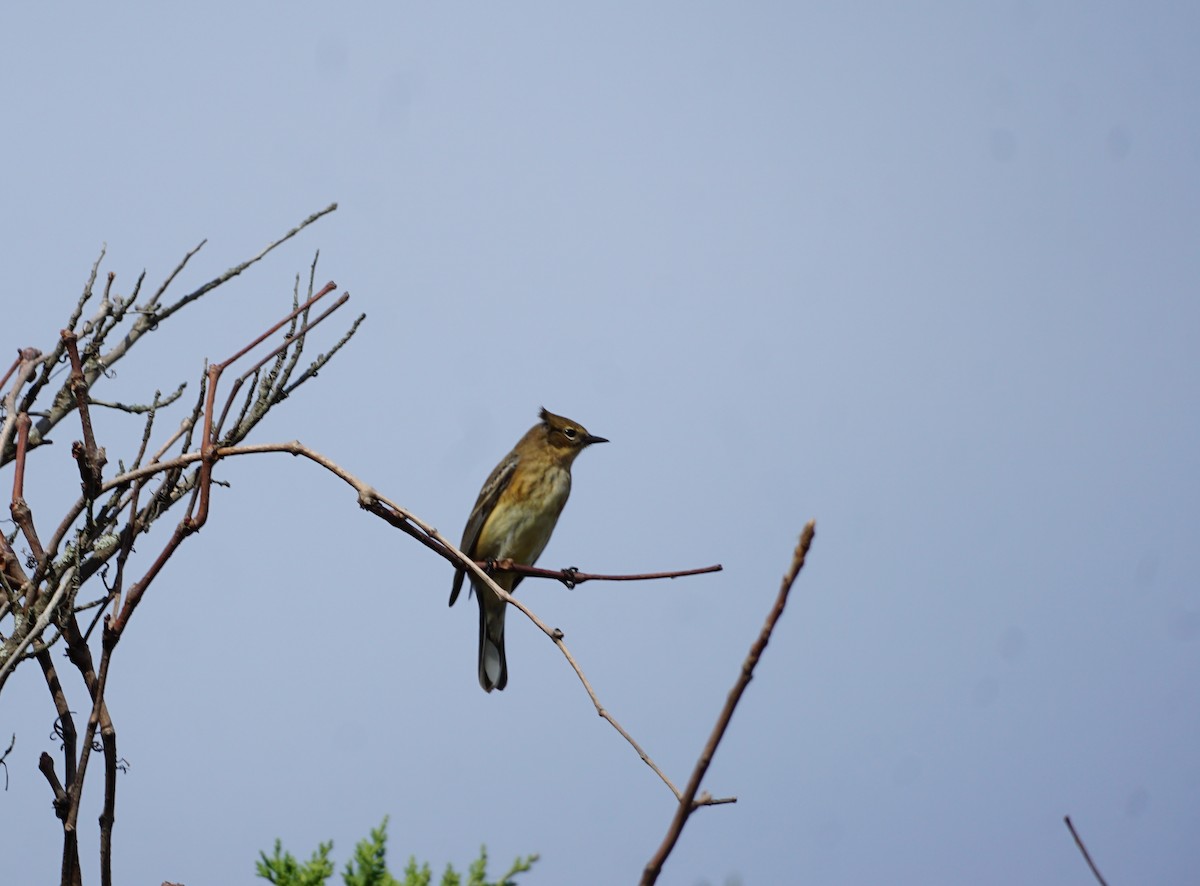 Yellow-rumped Warbler (Myrtle) - ML380098851